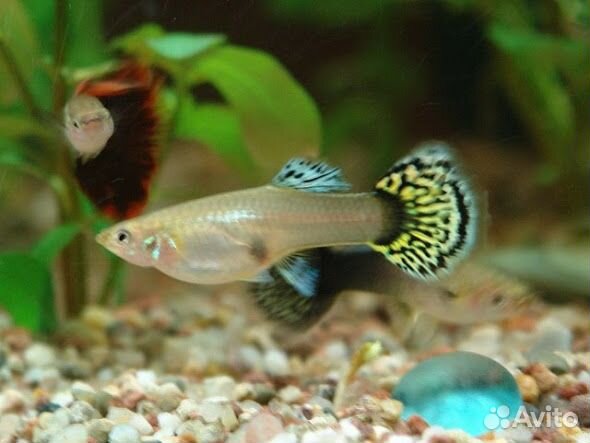 Продаю гуппи