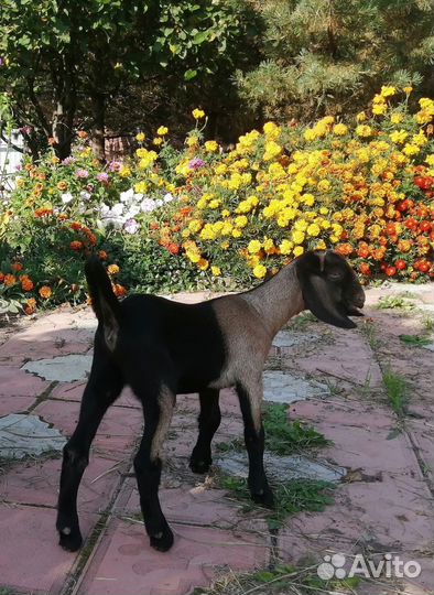 Козочки англо-нубийские