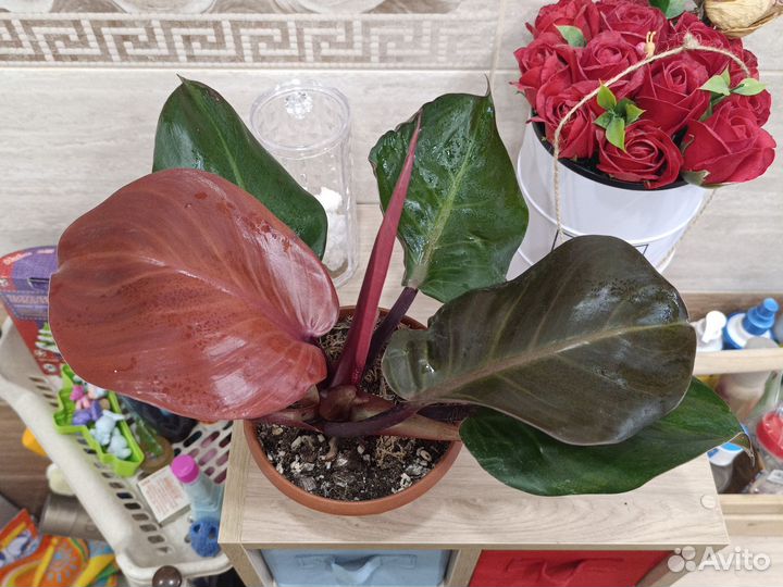 Филодендроны