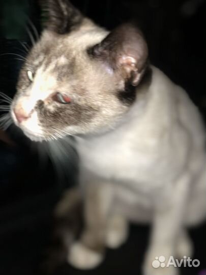 Котята с самыми красивыми глазами