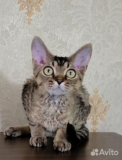 Котенок девочка Девон Рекс