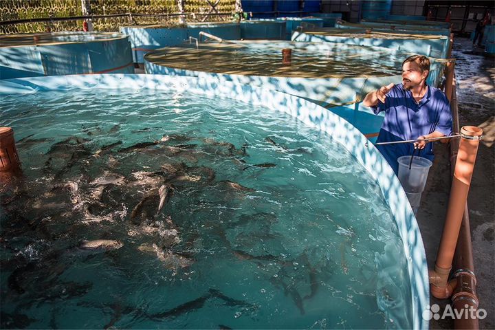 Малек форели для зарыбления