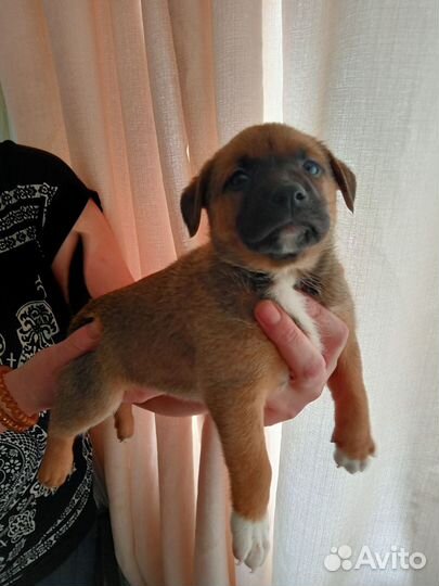 Щенки питбуля