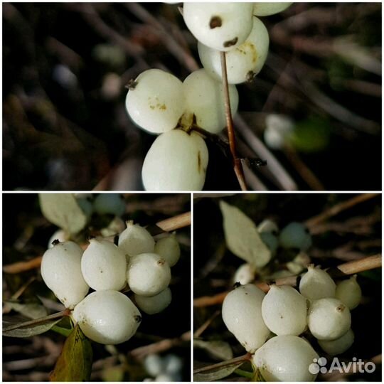 Снежноягодник с3