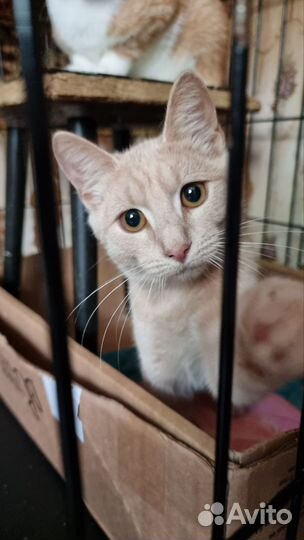 Персиковый котенок скромный и ласковый ищет дом