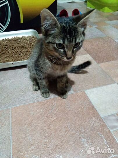 Котёнок мальчик