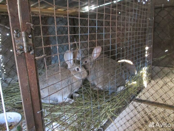 Кролики мясных пород