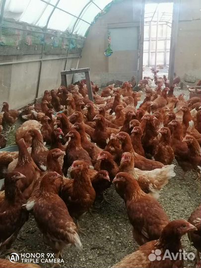 Куры Ломан Браун