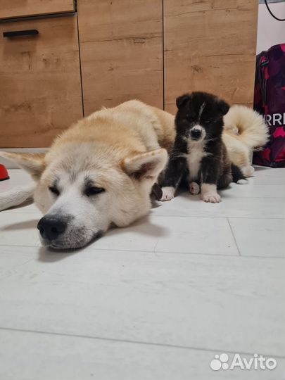 Продам щенков акита ину