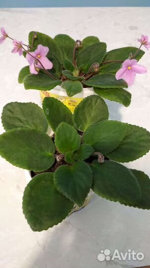 Алоэ, денежное дерево, фиалки, пеларгония