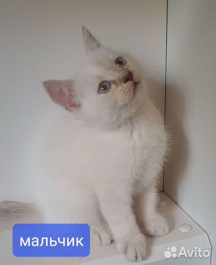 Шотладские котята