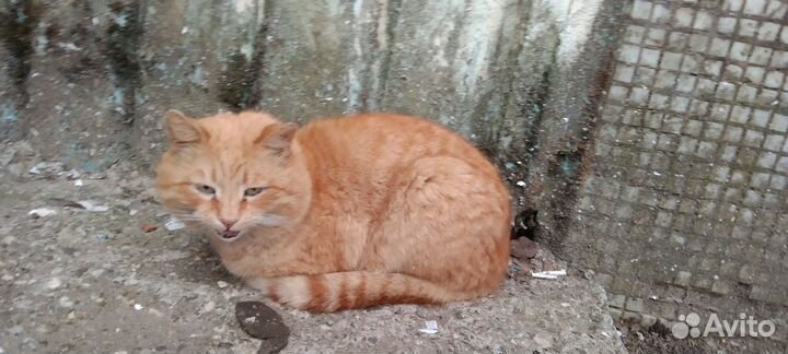 Кошка. И пёся