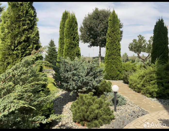 Туя «Смарагд», можжевельник «Блю Эрроу»