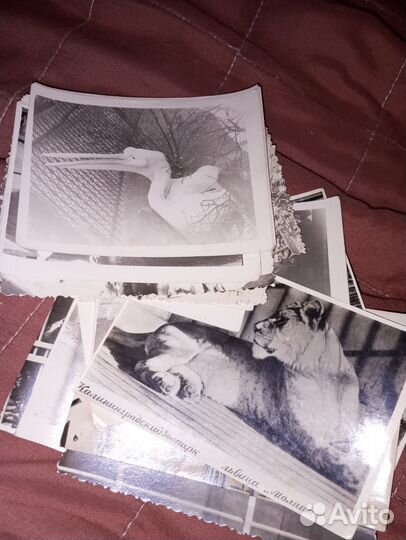 Наборы открыток и фото, животные