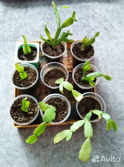 Цветы для дома