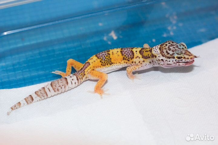 Геккон эублефар