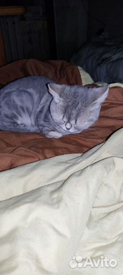 Кошка