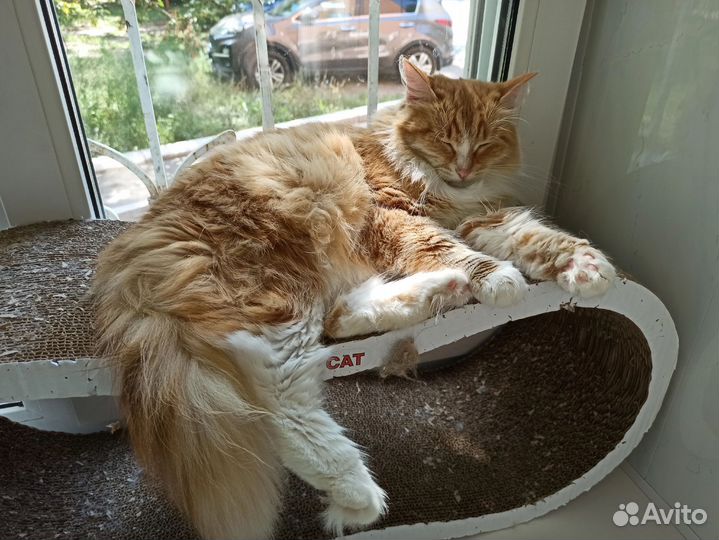 Кошки в добрые руки бесплатно