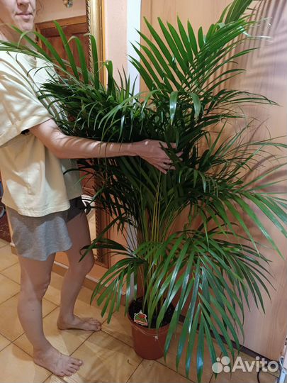 Пальма Арека 160. Супер размер