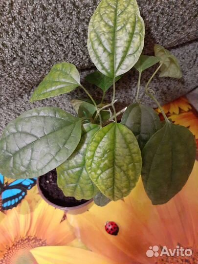 Клеродендрум Томпсона