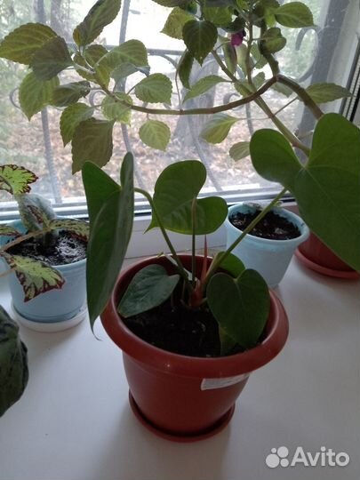 Антуриум красный