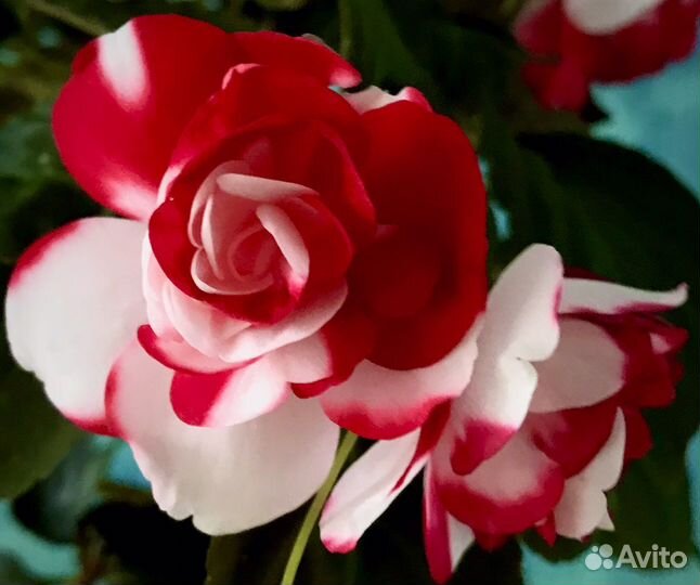 Бальзамин ванька мокрый сортовой махровый