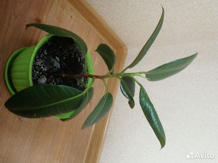 Фикус крупнолистный