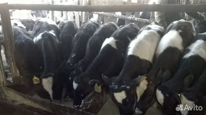 Бычки телята