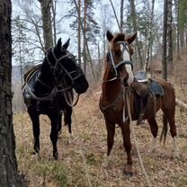 Прокат лошадей