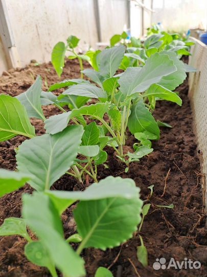 Капуста ранняя, поздняя и среднеспелая