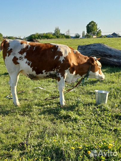 Корова высокоудойная