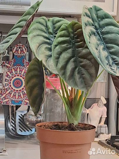 Алоказия Ред секрет