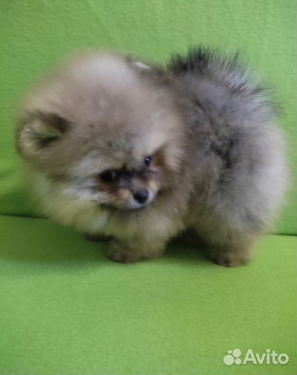 Мини 2 мес. Мальчик девочка