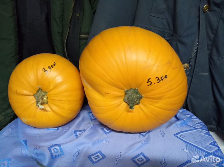 Кабачки