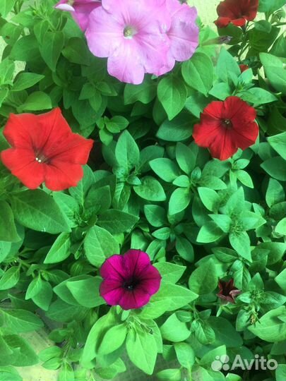 Папоротник и другие Садовые растения