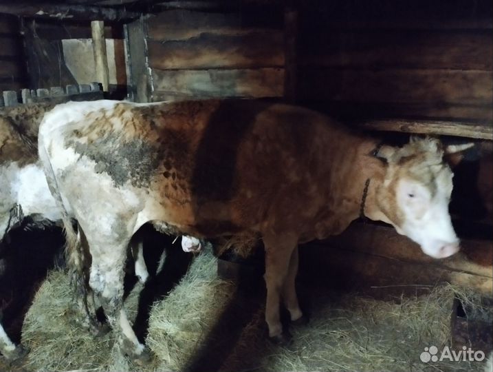 Телка 2 года