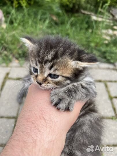 Котята породы 