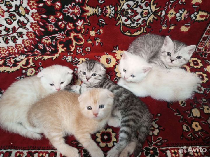 Британские вислоухие и прямоухие котята