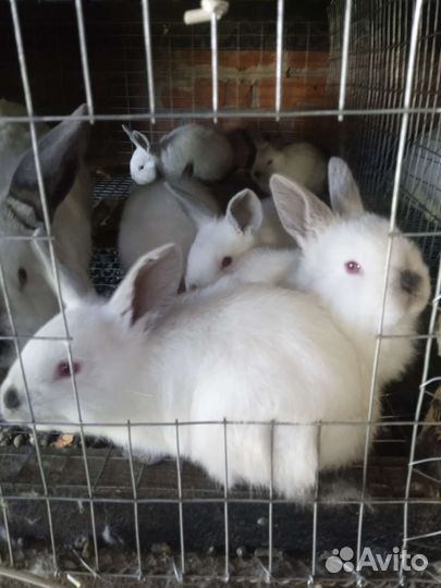 Кролики Калифорния и Обычные