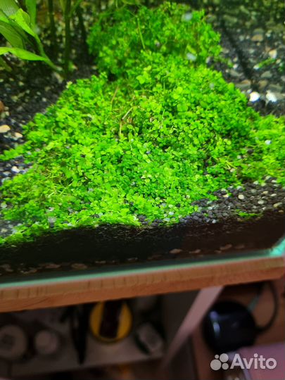 Растения для аквариума