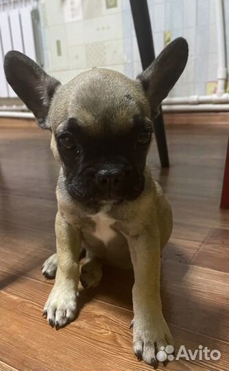 Французский бульдог