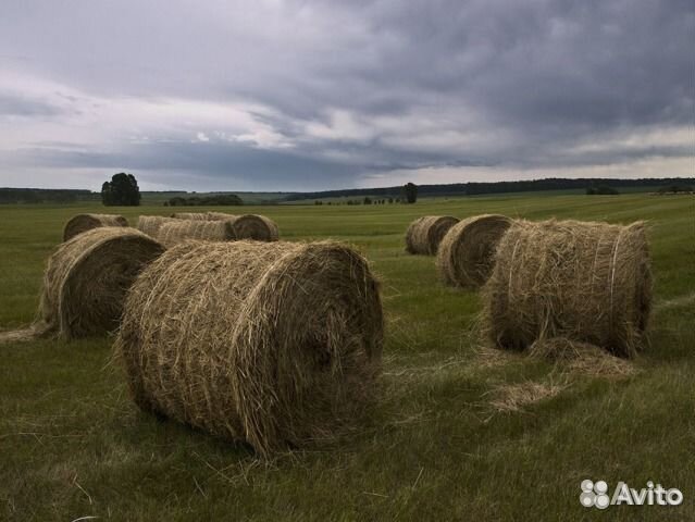 Сено, соломы в рулонах
