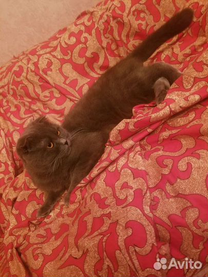 Шотландский кот вязка