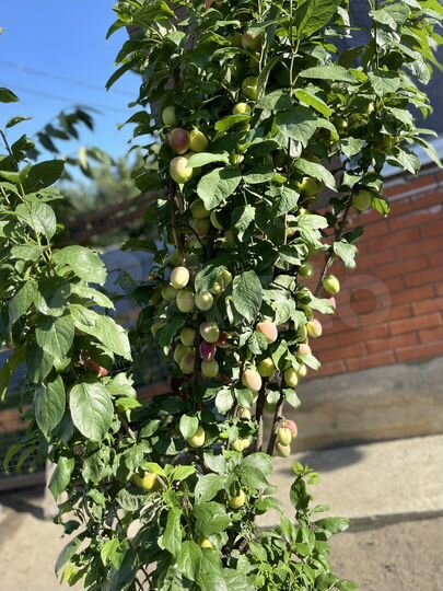 Дом 115 м² на участке 3 сот.