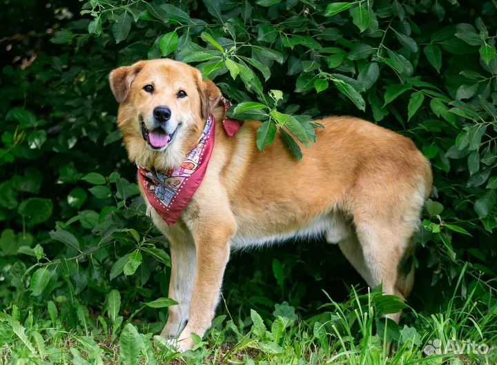 Собака в добрые руки