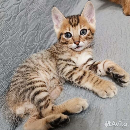 Котята курильский бобтейл