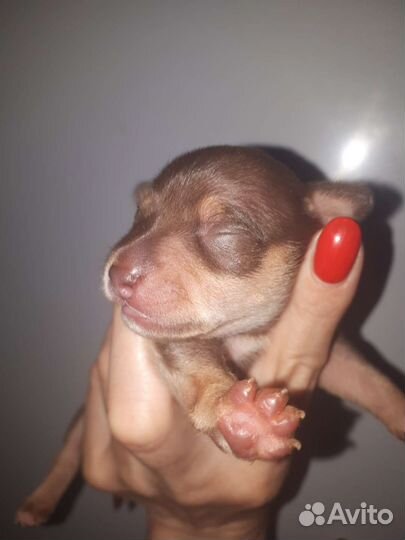 Мини Русский той