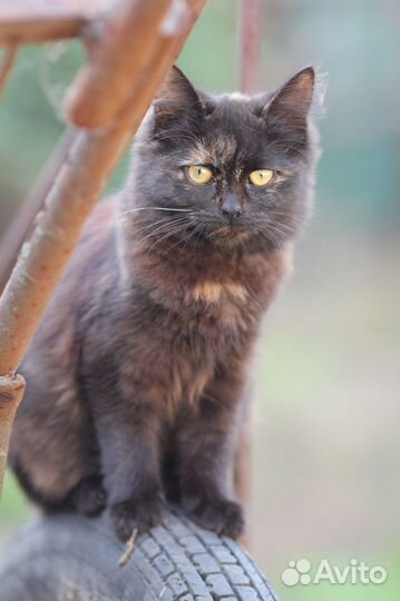 Кошечка в добрые руки