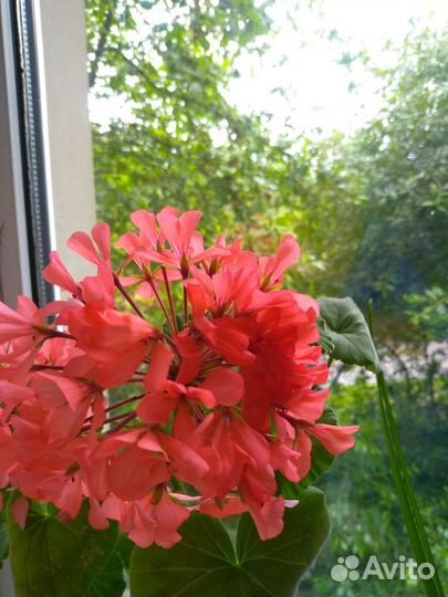 Пеларгония герань