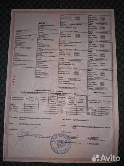 Семя племенных хряков Йоркшир, Пьетрен